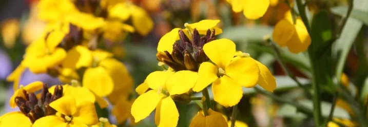 Gelbe Blüten